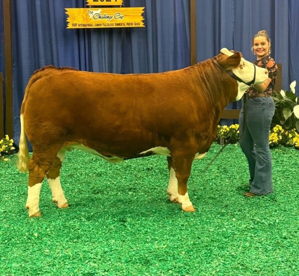 Jayda Peppers shows Fleckvieh cattle